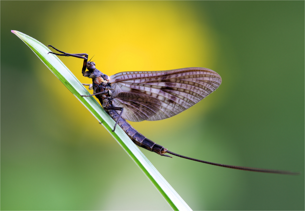 Vulgata female