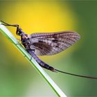 Vulgata female