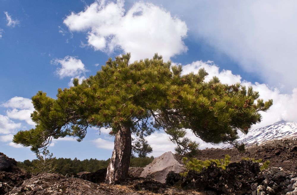 Vulkan Ätna mit Märchenbaum - Sizilien - Südhang bei Nicolosi