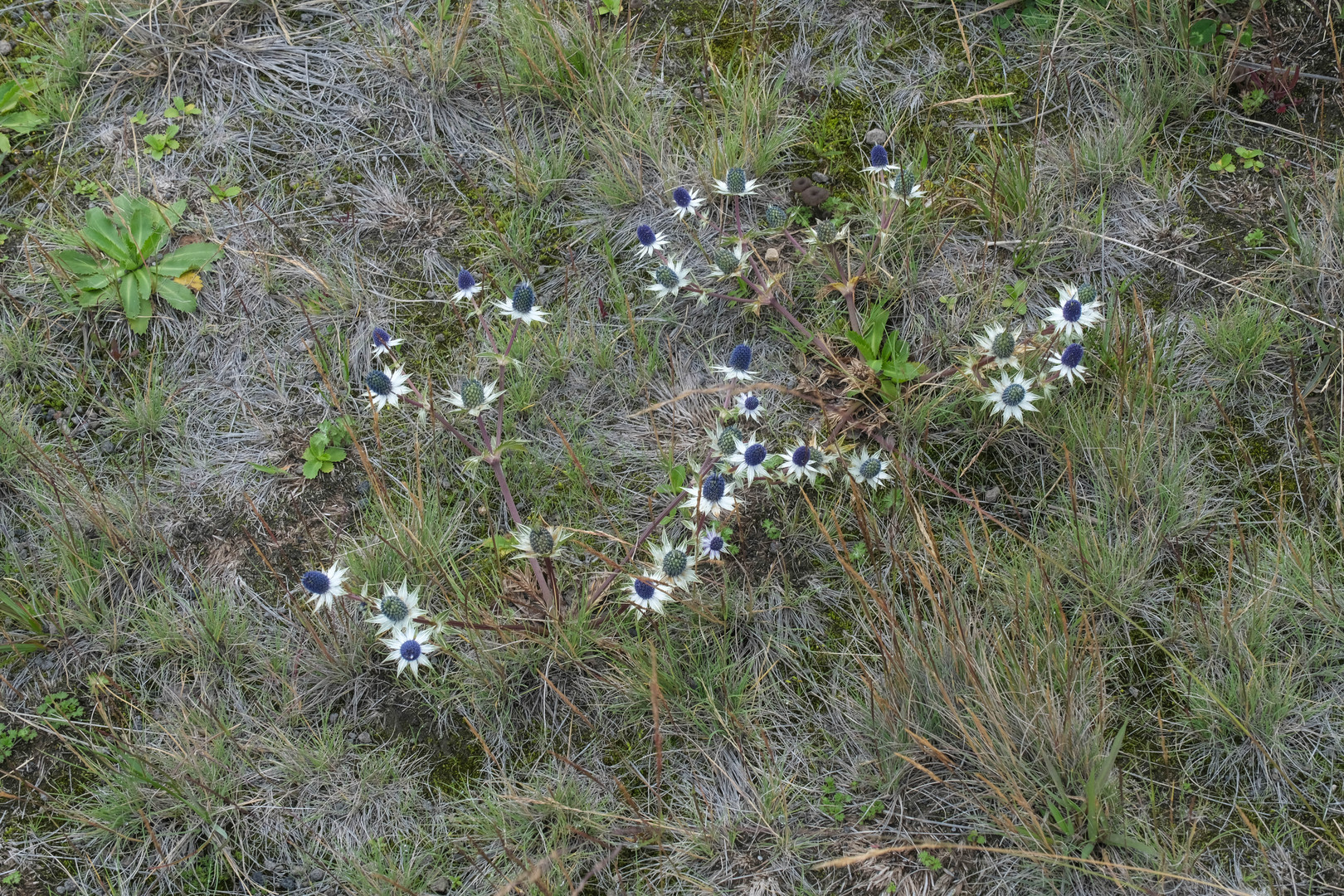 ...Vulkan - Blumen...