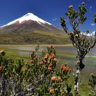 Vulkan Cotopaxi bei Quito, Ecuador