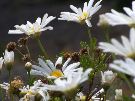 Vulkanblumen