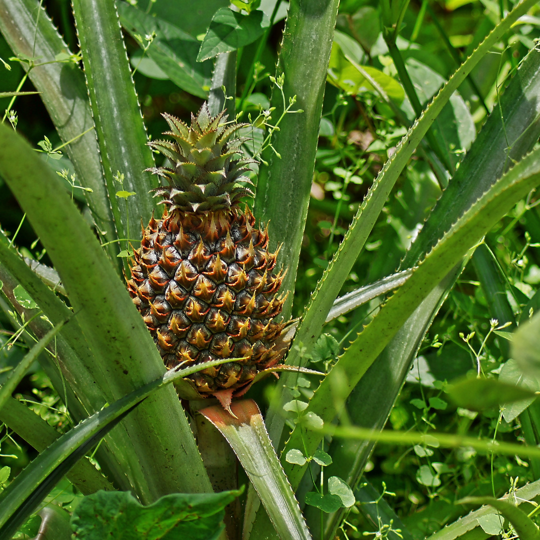 Vulkanböden sind fruchtbar: Ananas