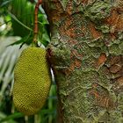 Vulkanböden sind fruchtbar: Jackfruit