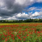 *Vulkaneifel-Sommer*