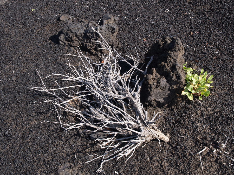 Vulkanismus und Vegetation - La Palma