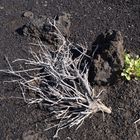 Vulkanismus und Vegetation - La Palma