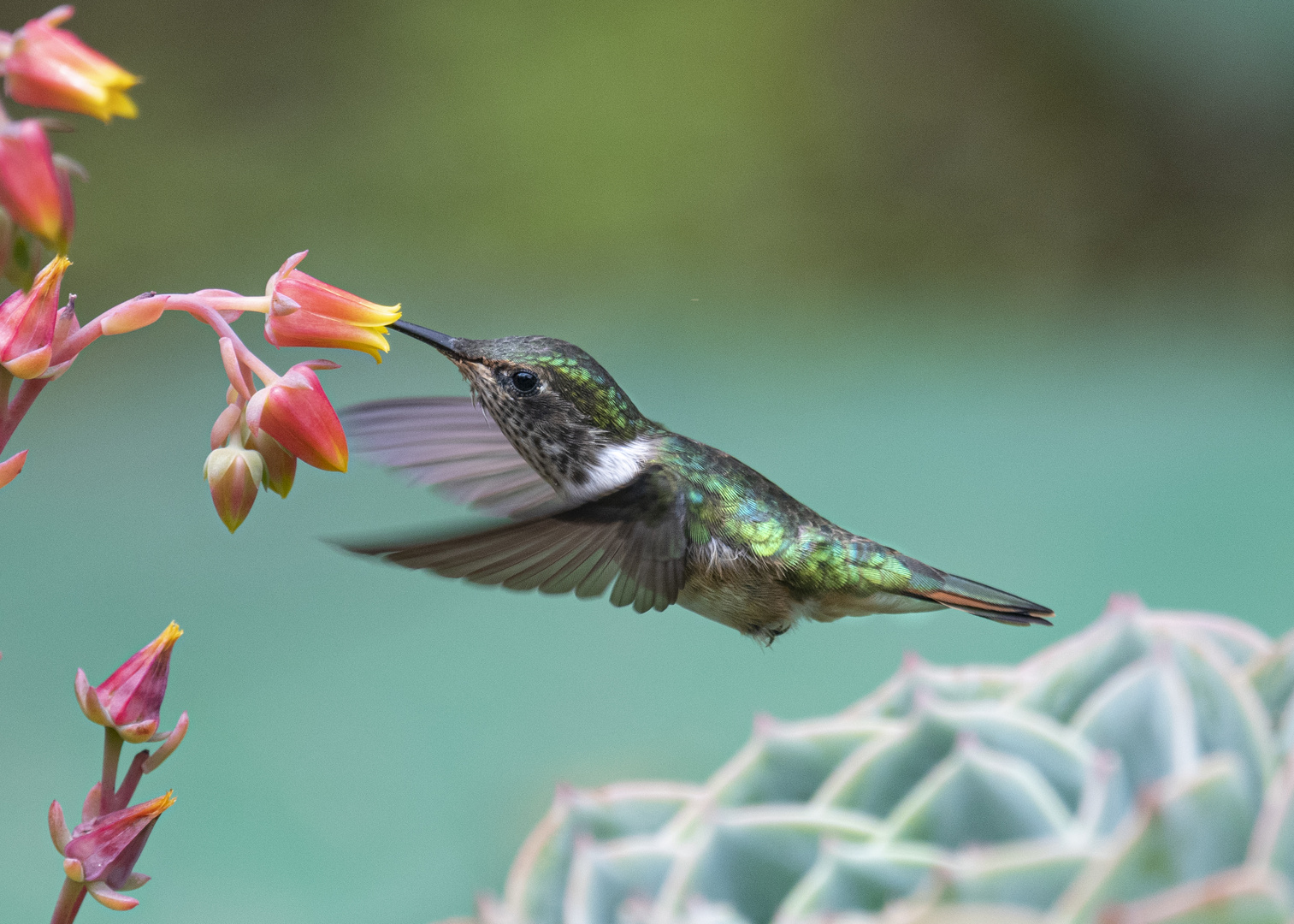 Vulkankolibri