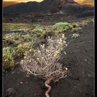 Vulkankrater bei Fuencaliente - La Palma 1