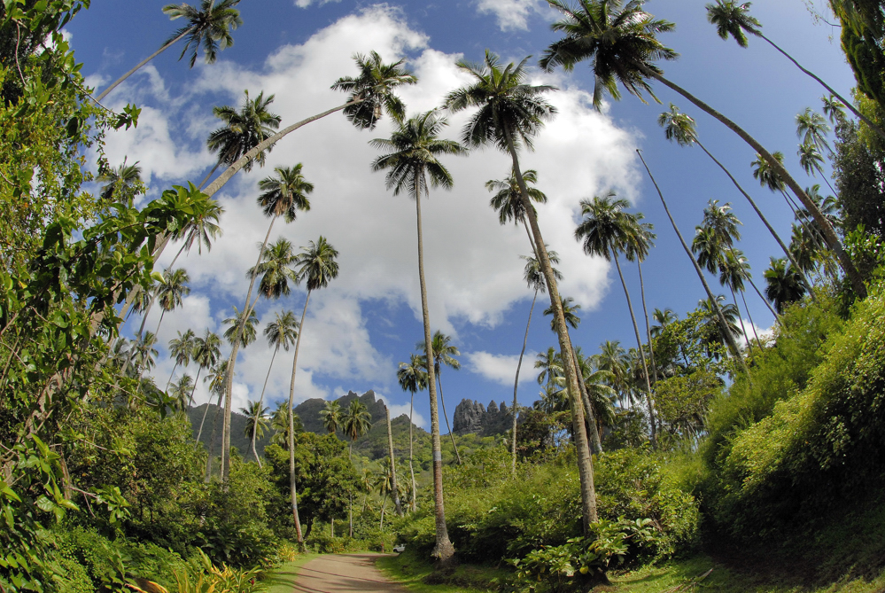 Vulkanlandschaft; Palmen; Weitwinkel; Hatiheu; Nuku Hiva; Marquesas Inseln; Pazifik