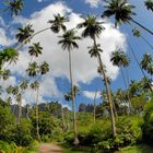 Vulkanlandschaft; Palmen; Weitwinkel; Hatiheu; Nuku Hiva; Marquesas Inseln; Pazifik