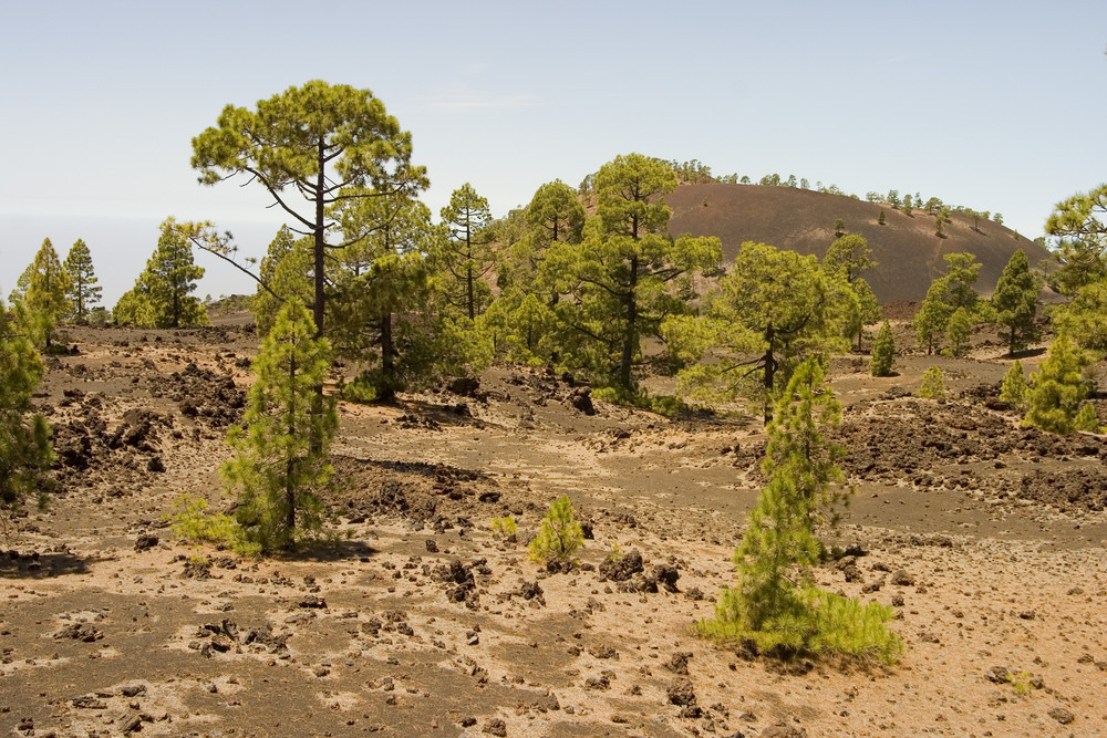 Vulkanlandschaft - Pinienwald im Lavafeld