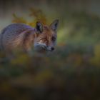 ___ vulpes autumna ___