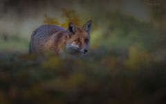 ___ vulpes autumna ___