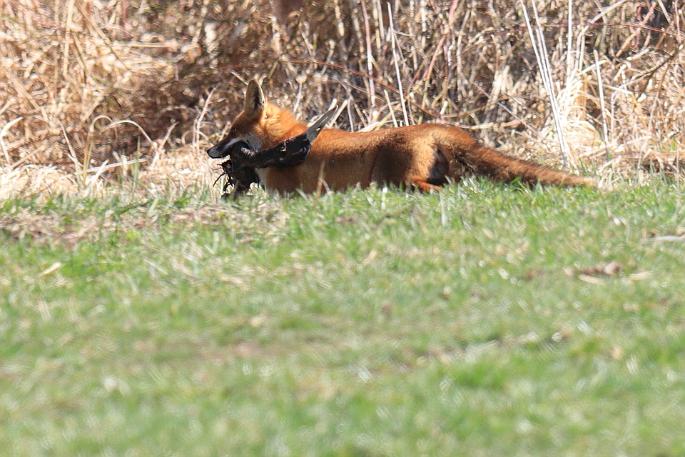 Vulpes mit Kranichkopf