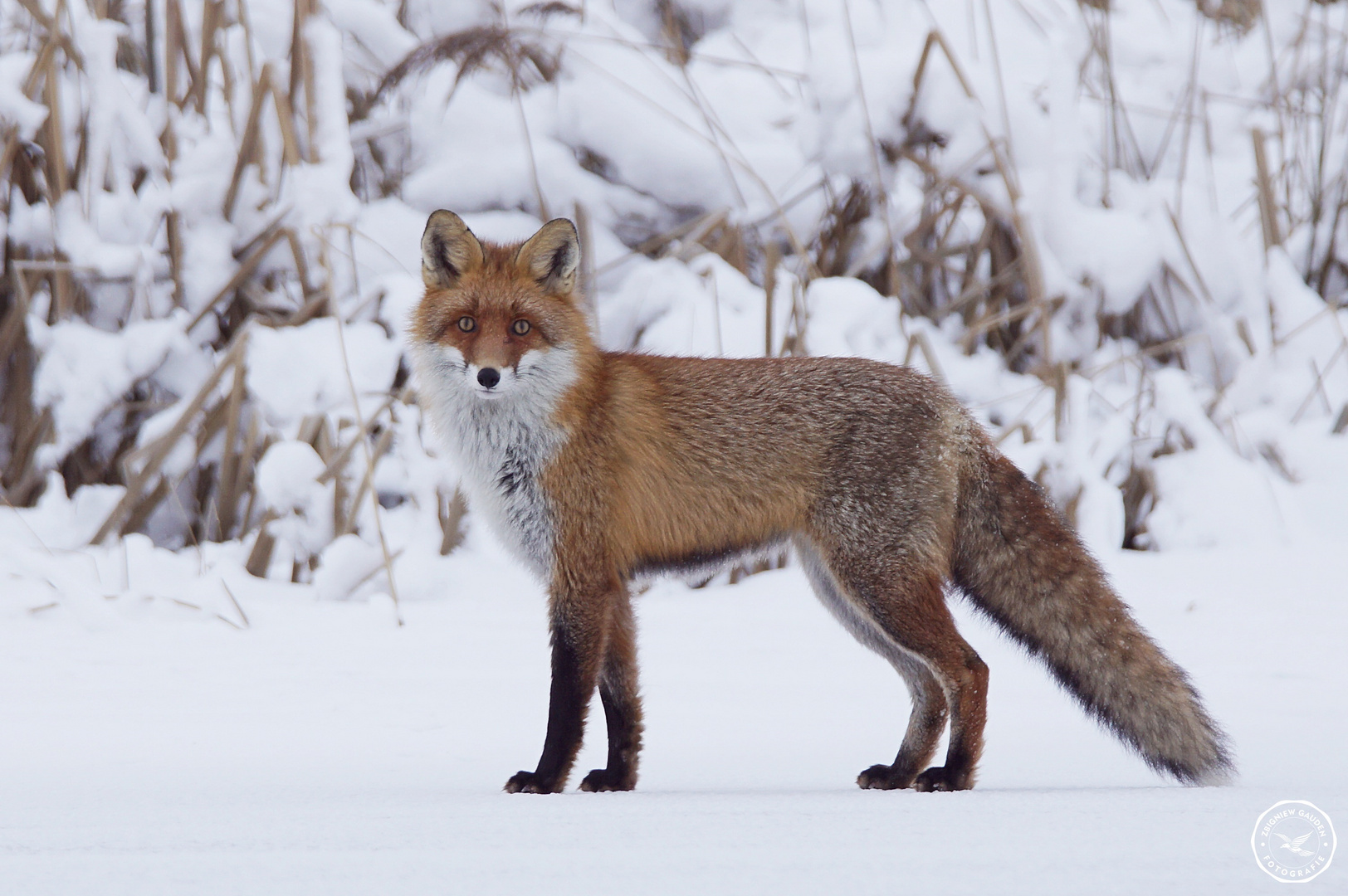 Vulpes vulpes Foto & Bild tiere, natur Bilder auf