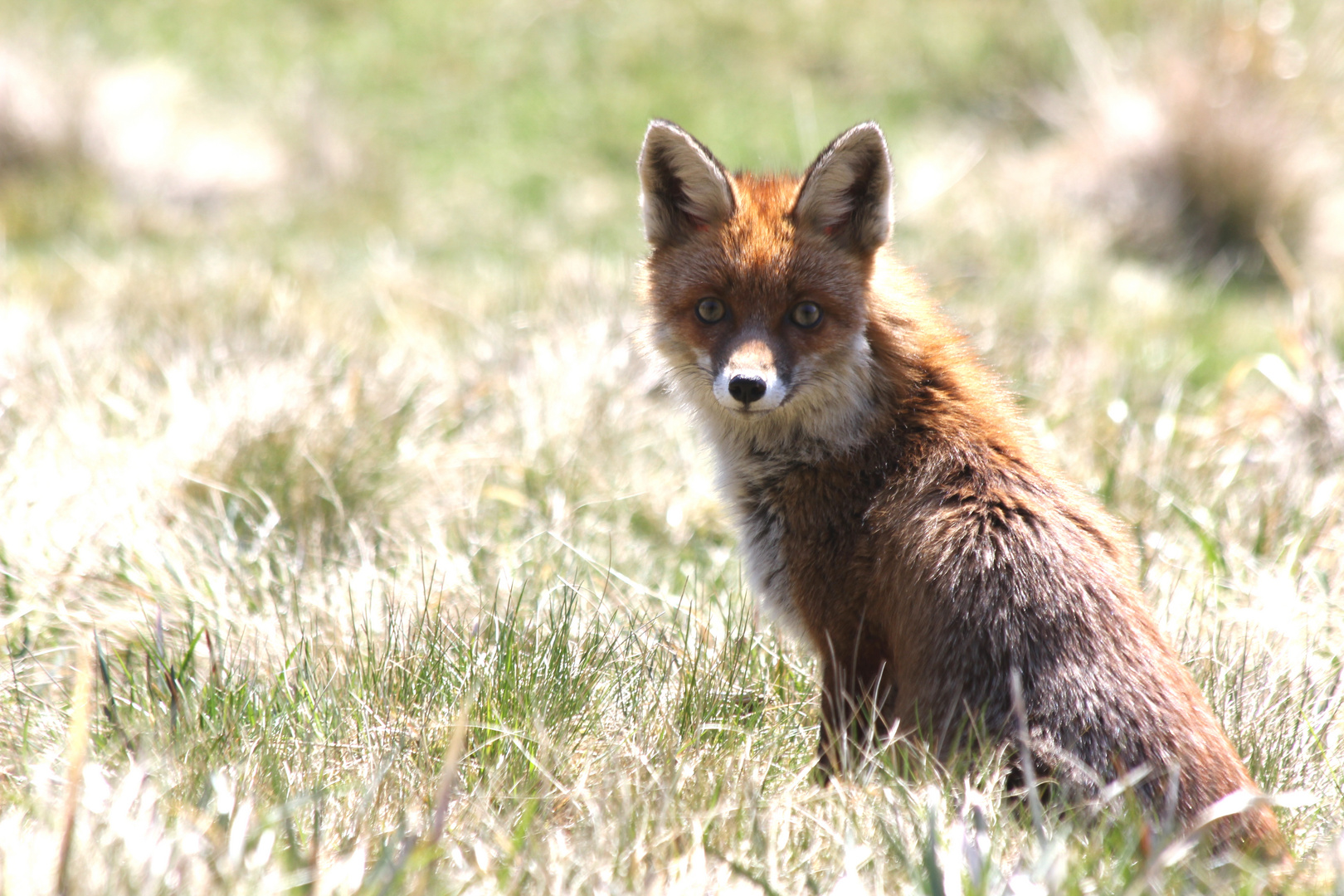 Vulpes Vulpes