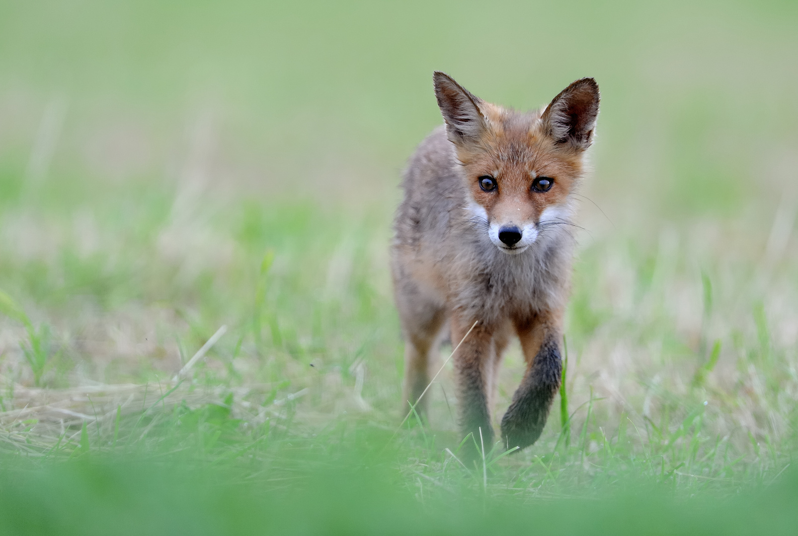 Vulpes vulpes