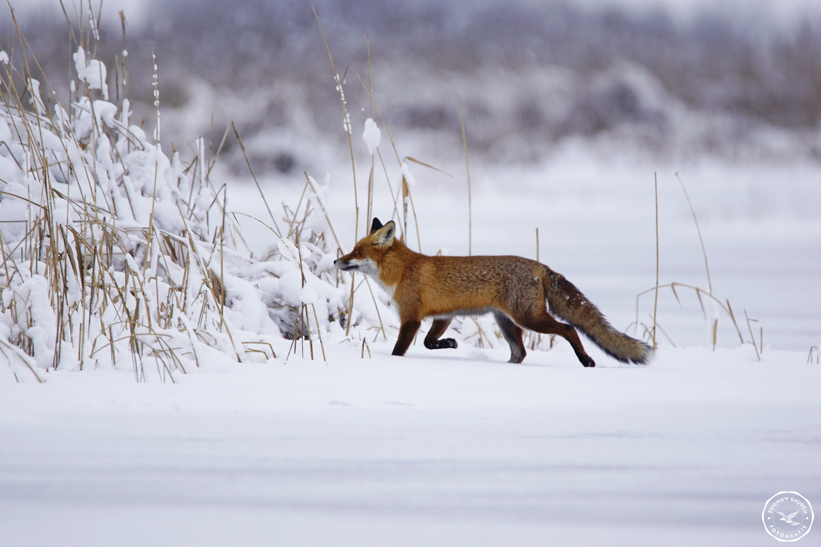 Vulpes vulpes  2