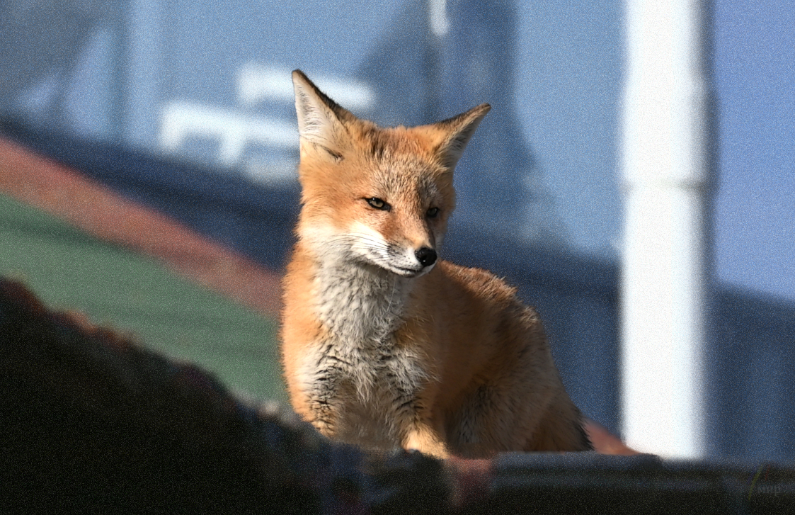 vulpes vulpes 