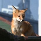 vulpes vulpes 