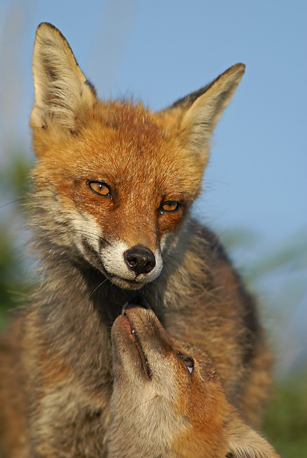 Vulpes vulpes 7 Foto & Bild animales, animales salvajes, raubsäuger