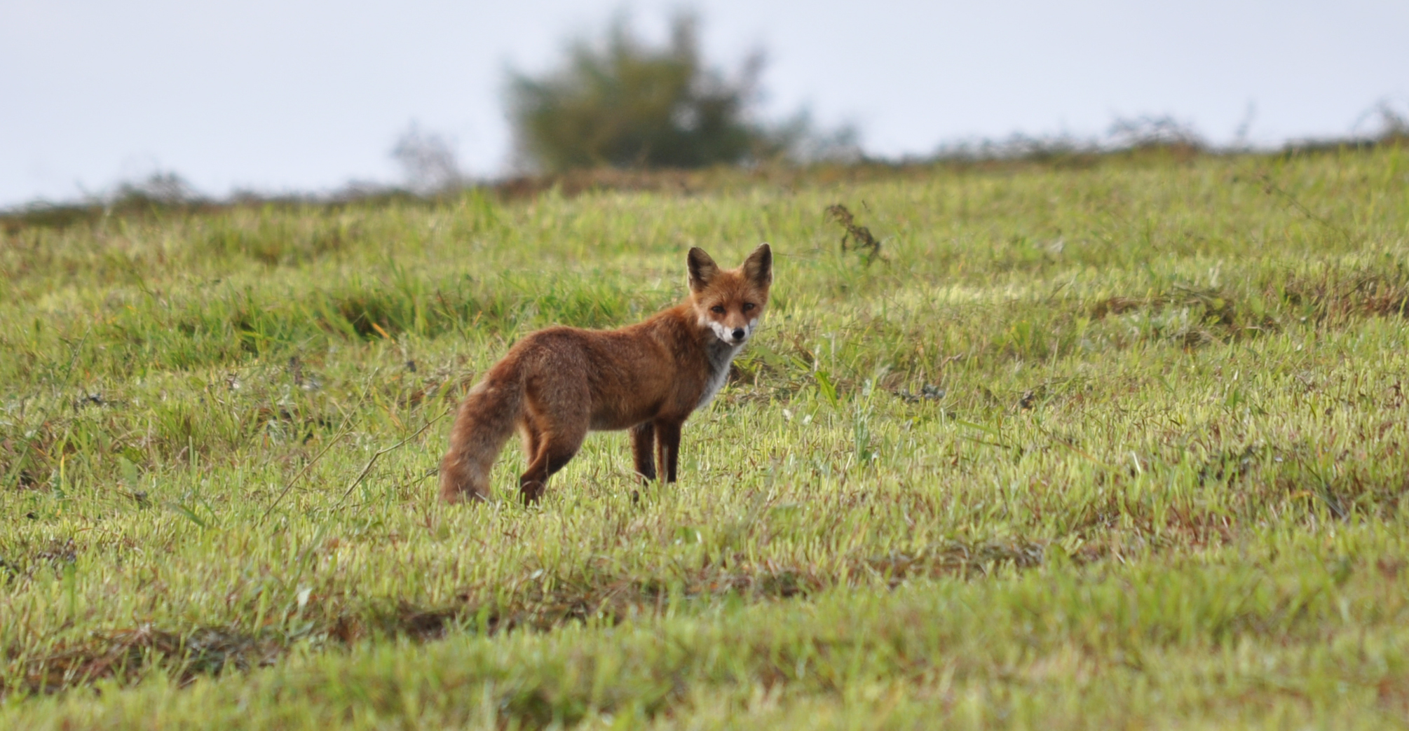 (Vulpes vulpes)