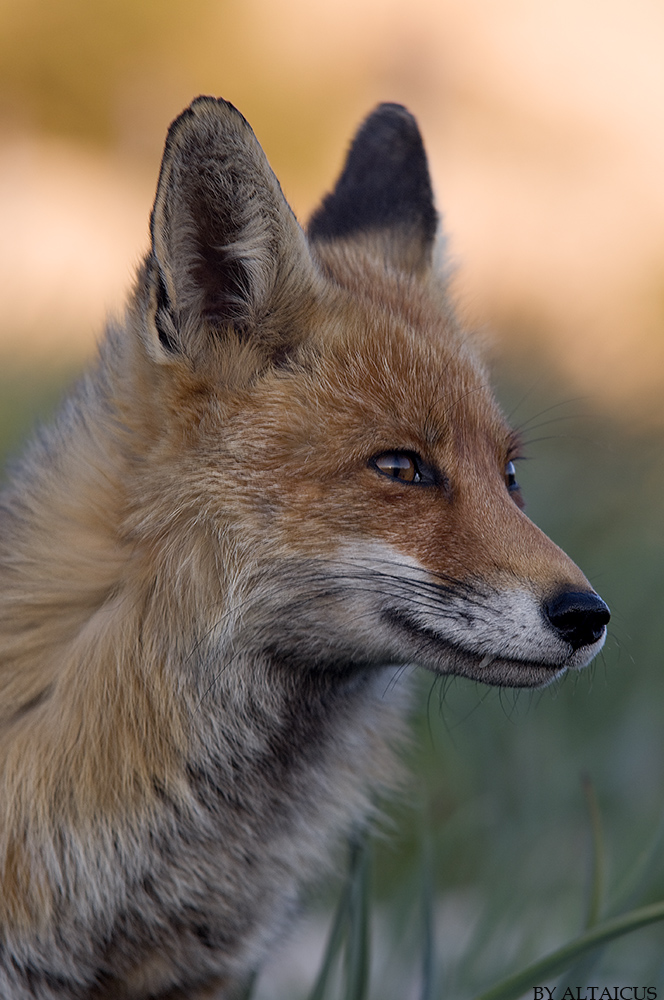 Vulpes Vulpes