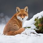 VULPES VULPES