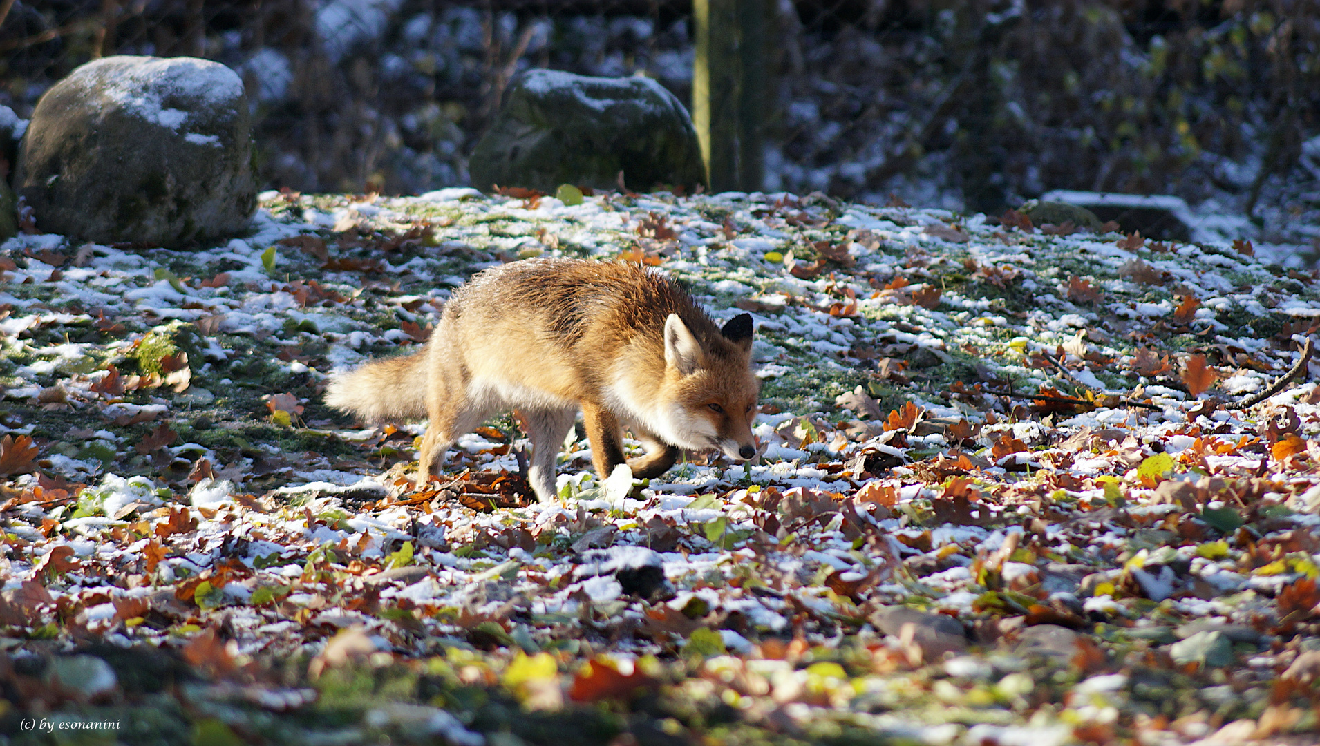 Vulpes vulpes