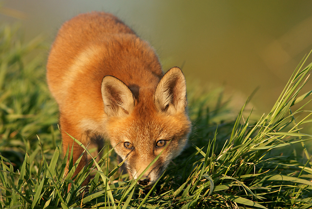 Vulpes vulpes Foto & Bild animals, wildlife, mammals Bilder auf