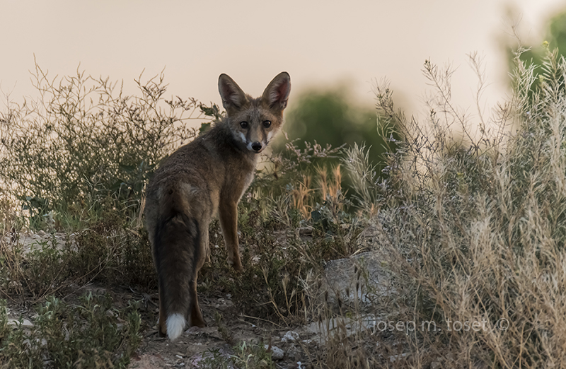 vulpes vulpes     