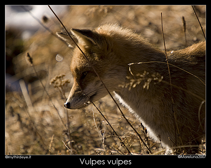 Vulpes vulpes