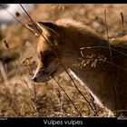 Vulpes vulpes