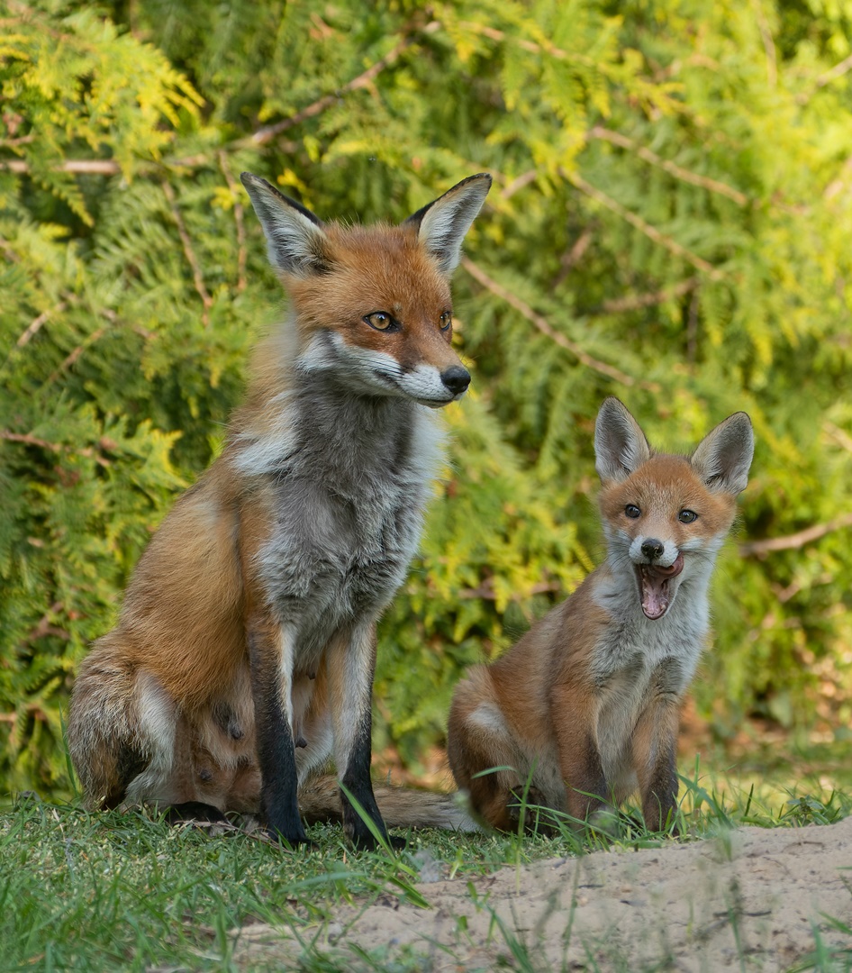 Vulpes vulpes - Fuchsmutter mit Nachwuchs