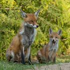 Vulpes vulpes - Fuchsmutter mit Nachwuchs