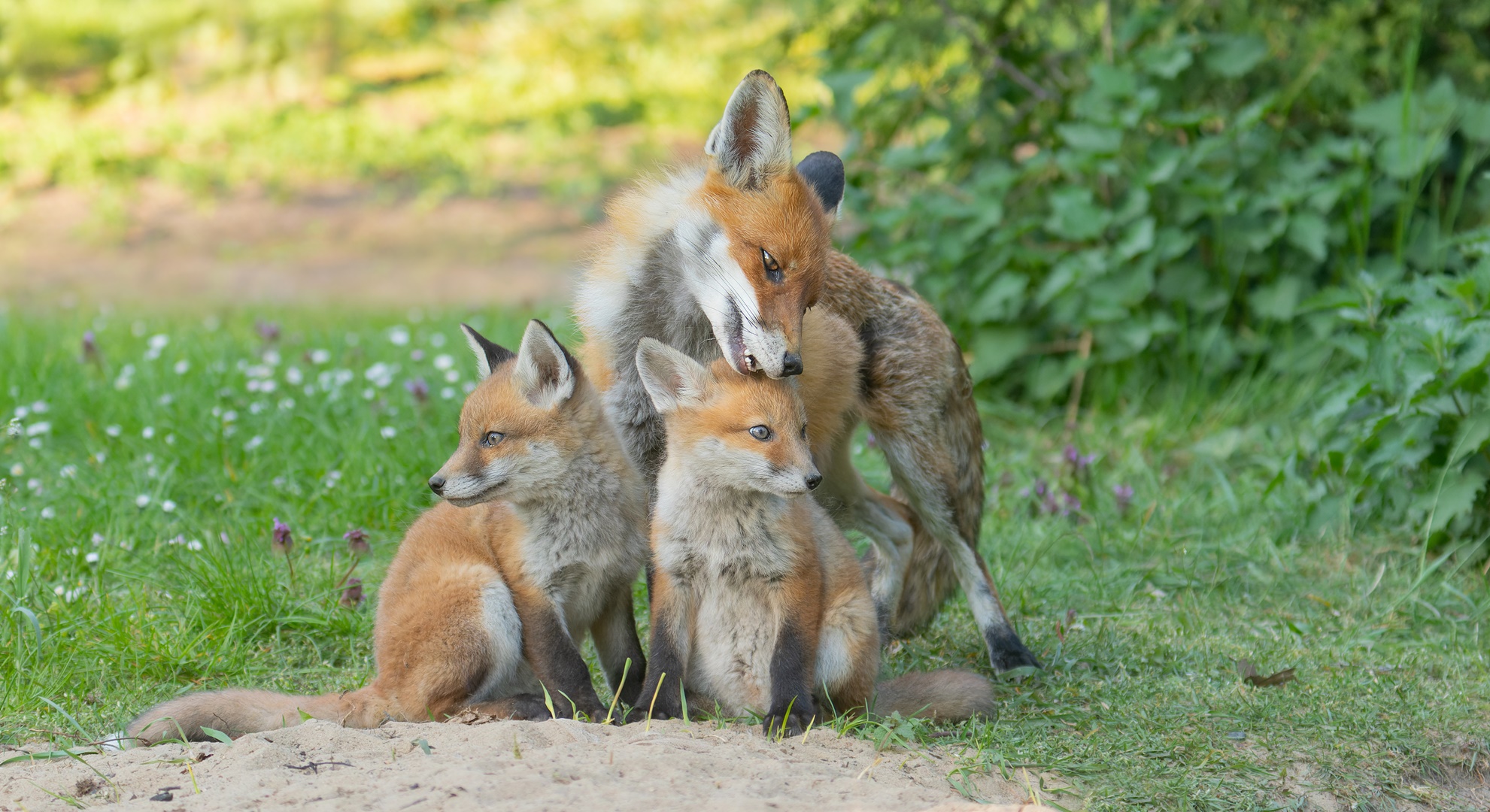 Vulpes vulpes - Fuchsmutter putzt ihren Nachwuchs