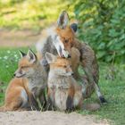 Vulpes vulpes - Fuchsmutter putzt ihren Nachwuchs