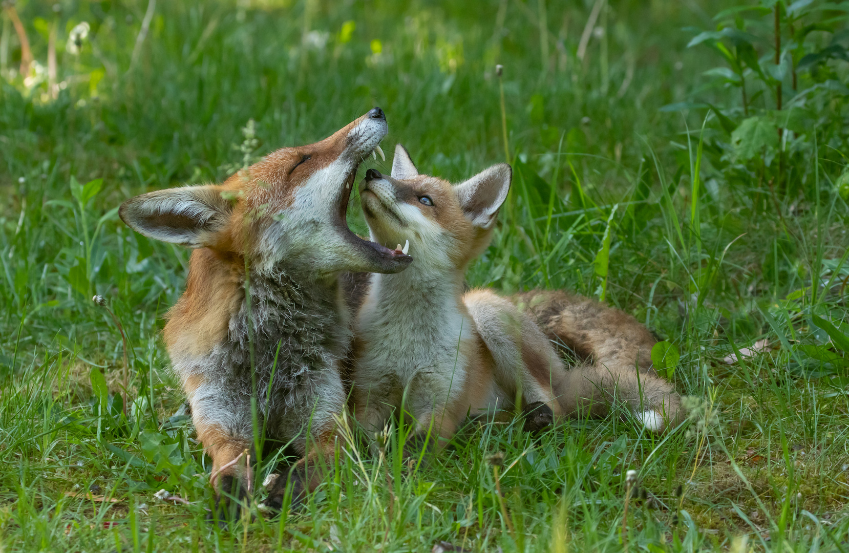 Vulpes vulpes  -  Fuchsvater mit Tochter 