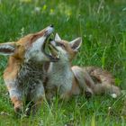 Vulpes vulpes  -  Fuchsvater mit Tochter 