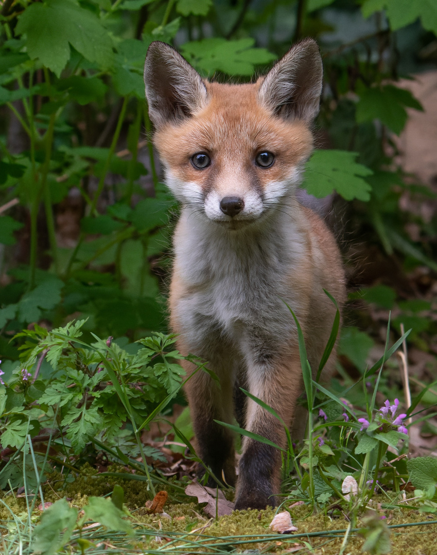 Vulpes vulpes - Fuchswelpe in der Dämmerung 