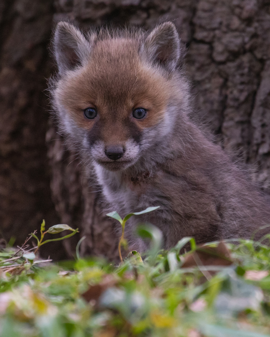 Vulpes vulpes - Fuchswelpe in der Dämmerung 