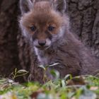 Vulpes vulpes - Fuchswelpe in der Dämmerung 