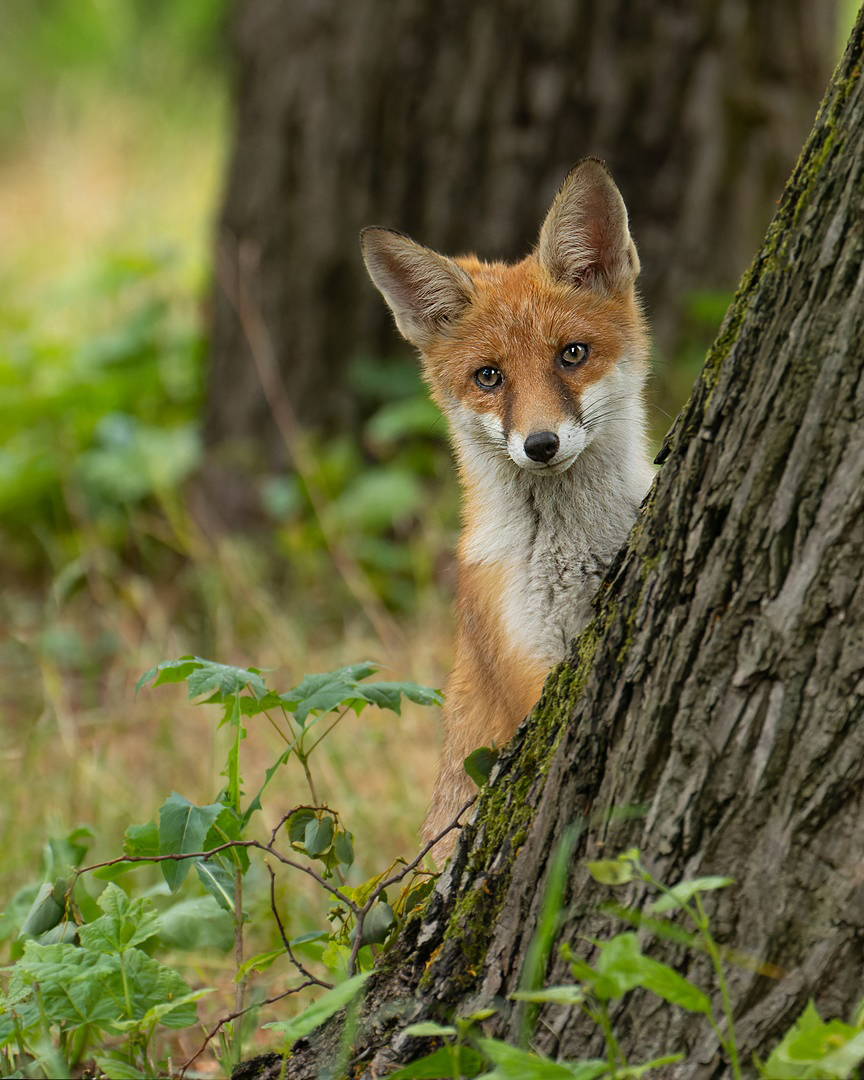 Vulpes vulpes -  junge Füchsin 