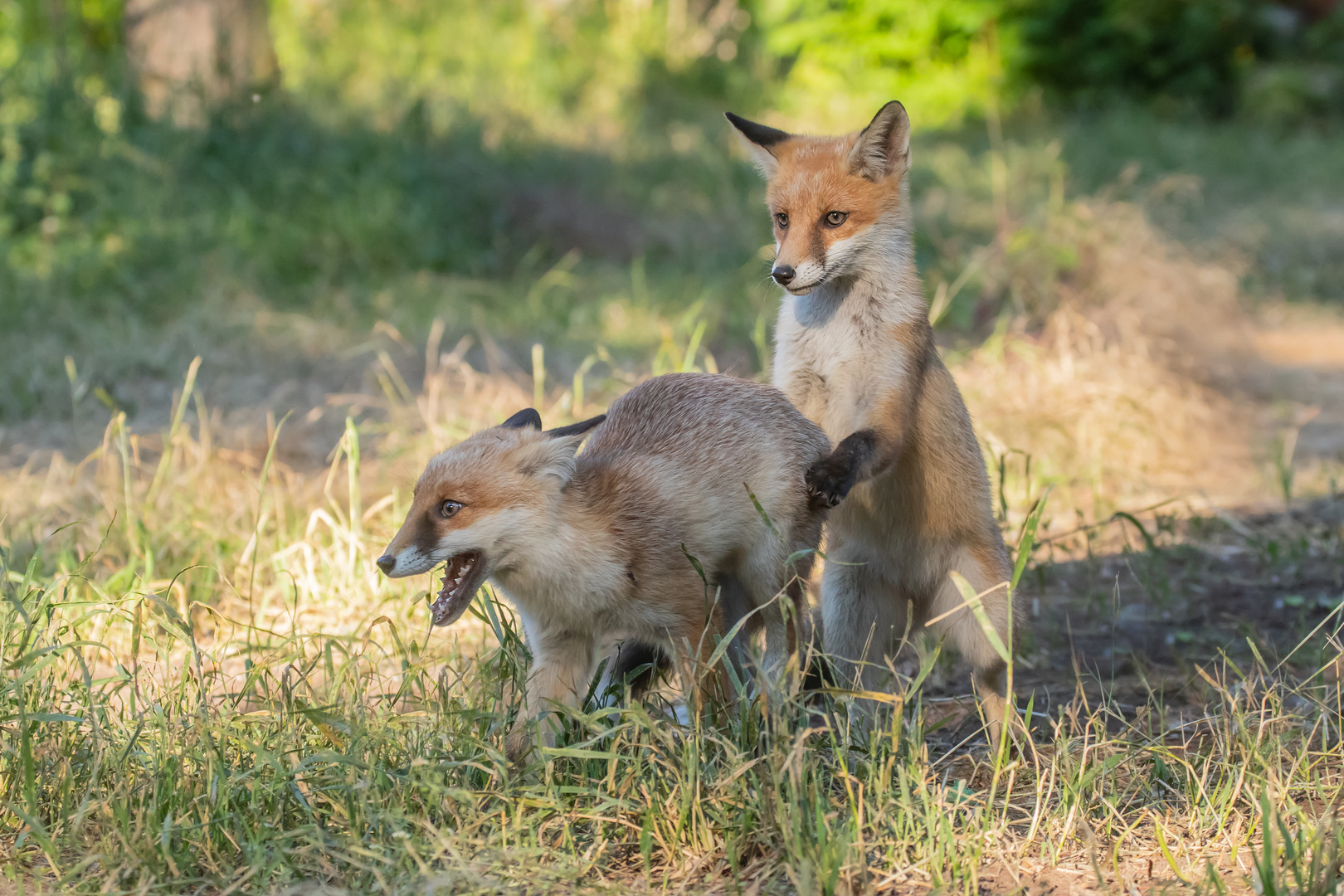 Vulpes vulpes -  junge Rotfüchse beim Rumtoben