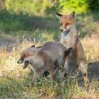 Vulpes vulpes -  junge Rotfüchse beim Rumtoben