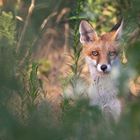 Vulpes vulpes - junge Rotfüchsin  im Sommer