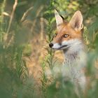 Vulpes vulpes  -  junger Fuchs im Sommer