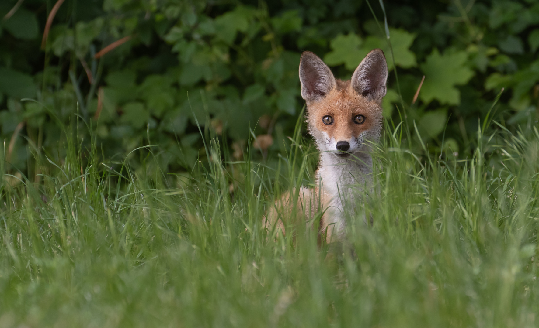 Vulpes vulpes - junger Rotfuchs 