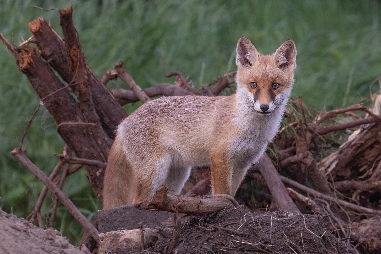 Vulpes vulpes - junger Rotfuchs 